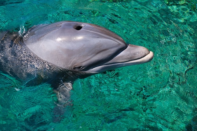 ריף הדולפינים כאחת הפעילויות נופש לעובדים באילת 